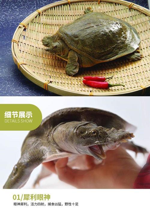 甲魚(yú)頭