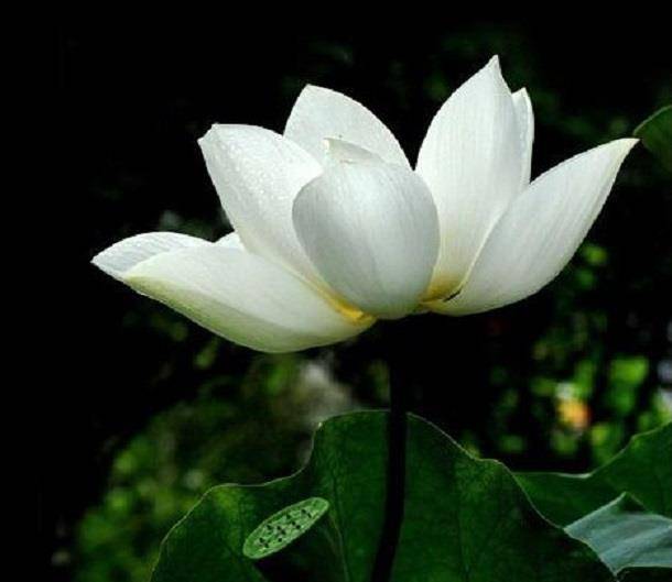 1729254692685419.jpg e154002750821088-2483a5db72d50e56-9ec770af2c192a7fb4708264bd7fd7e8.jpg