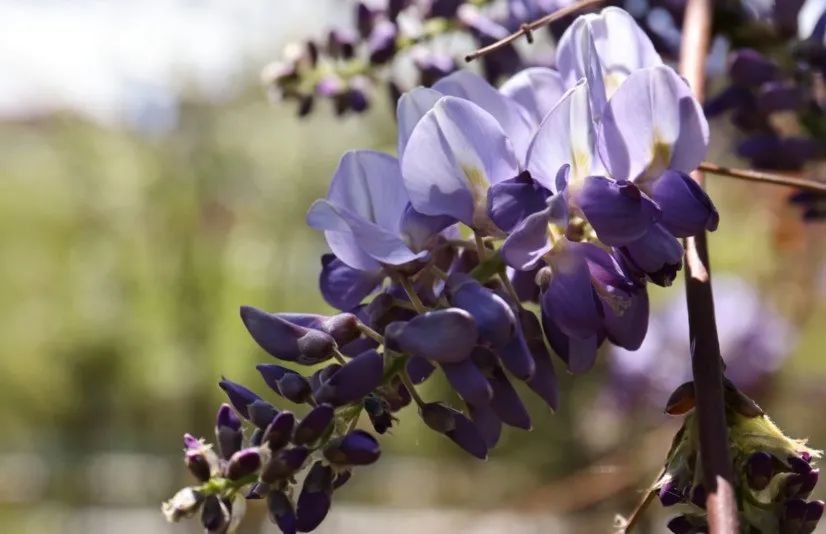 1730713133477962.jpg e79a8706efd117f6-9e2c5840f1042f9c-028cba4deed919f8767ca675116760bc.jpg