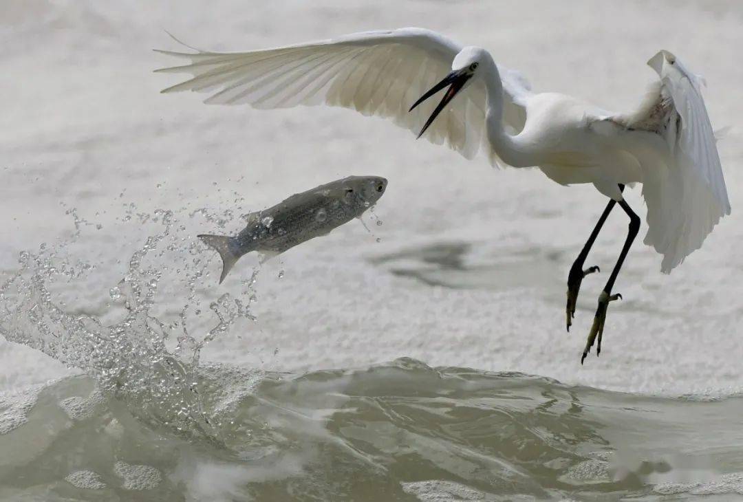 1730770991410233.jpg e154002750821088-a34d4400c47247e7-53921e9b1e23f96df229d8ff452510d8.jpg