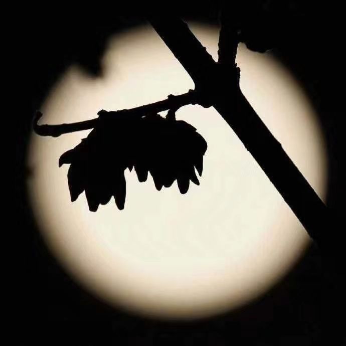 1730946280807814.jpg e66aa9cabadfa42136f7f6ed593376bb.jpg