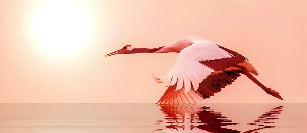 1731398596658422.jpg psc (19).jpg