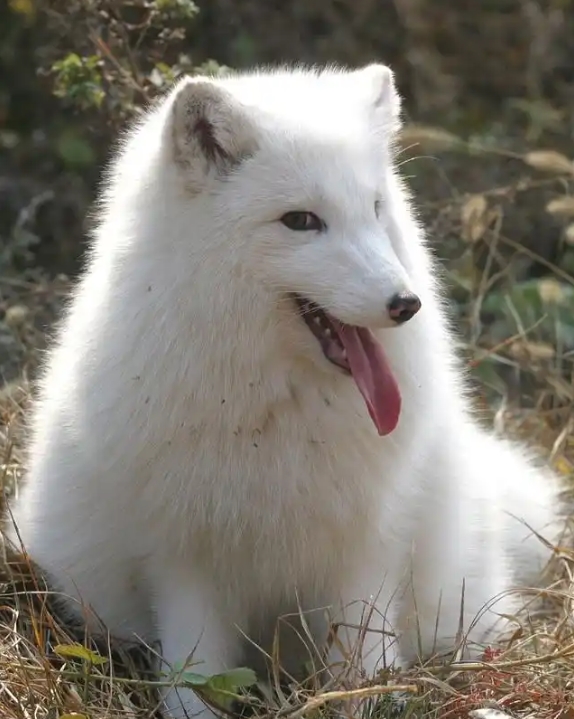 1754713467737953.jpg 白狐.jpg