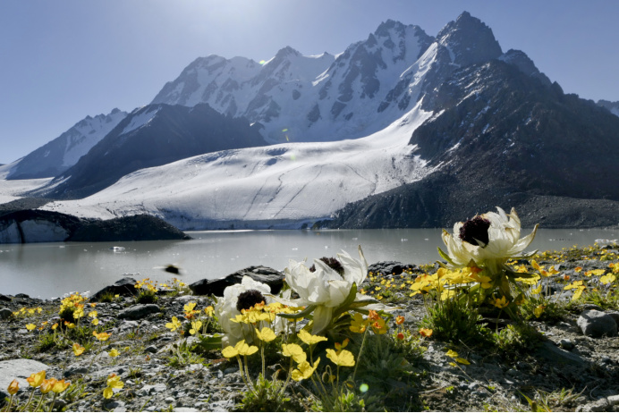 1760006223199532.jpg 雪蓮丹簡(jiǎn)介197.jpg