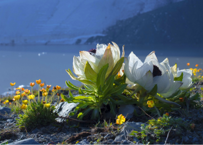 1760006238140828.jpg 雪蓮丹簡(jiǎn)介404.jpg