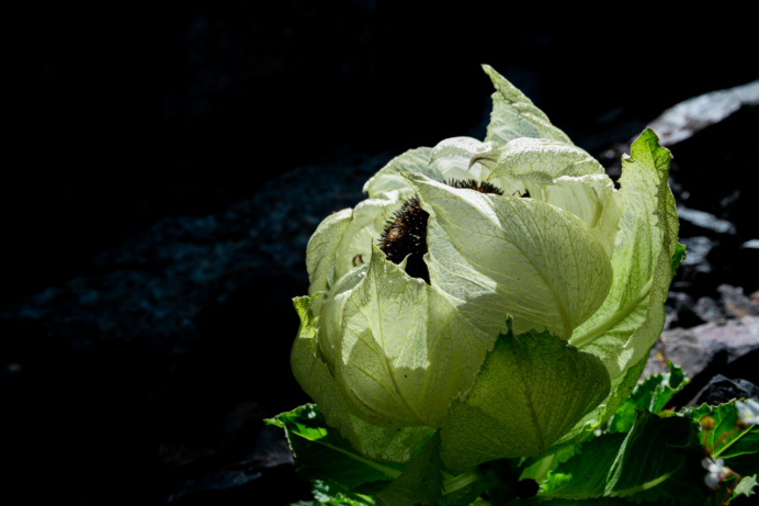 1760006254200404.jpg 雪蓮丹簡(jiǎn)介682.jpg