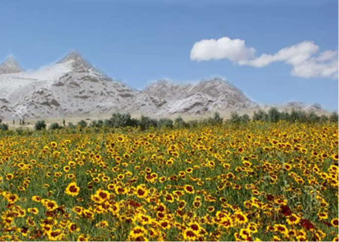 1760006265923137.jpg 雪蓮丹簡(jiǎn)介875.jpg